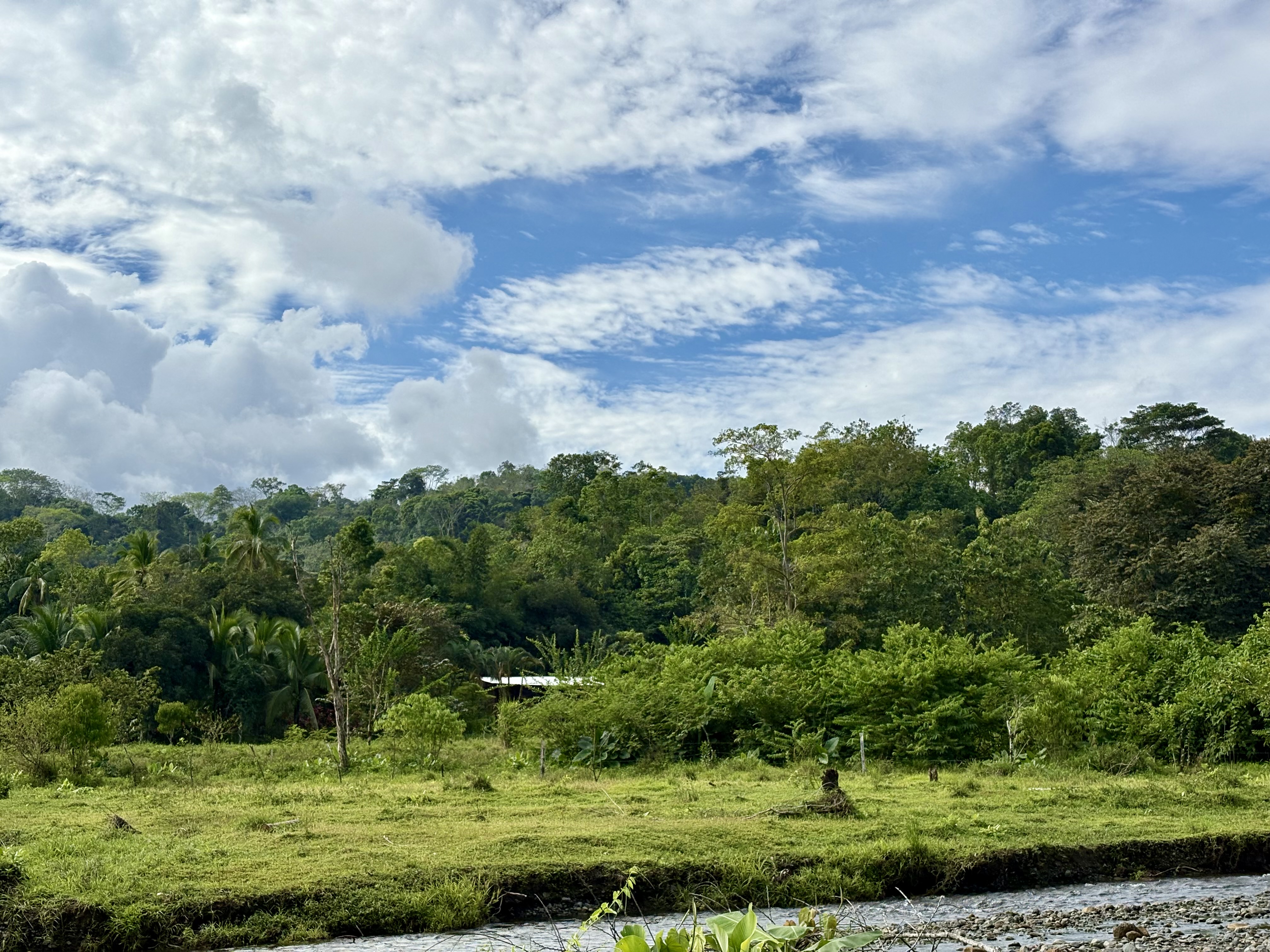 maison dans la jungle