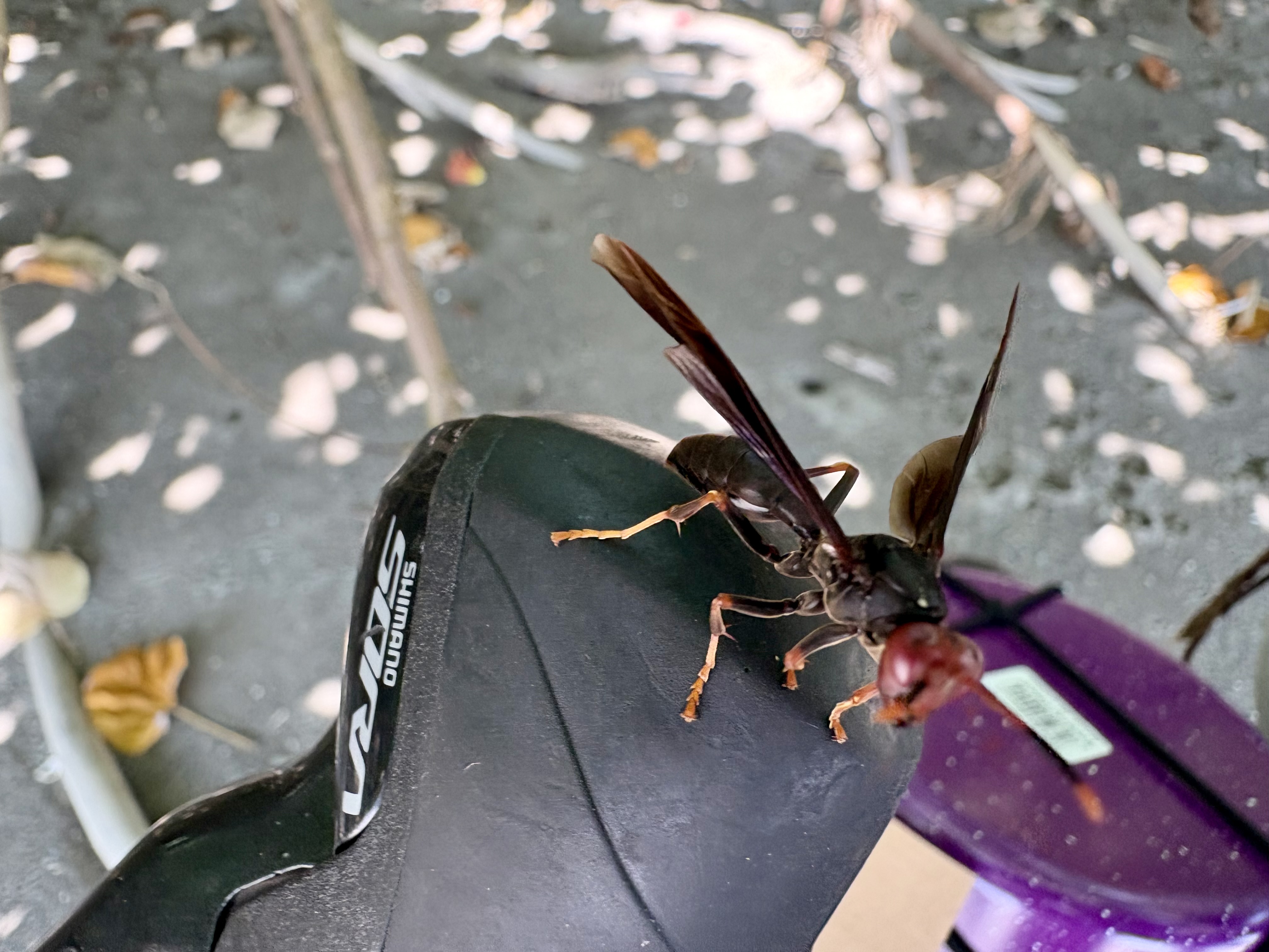 Insecte ressemblant à une guêpe