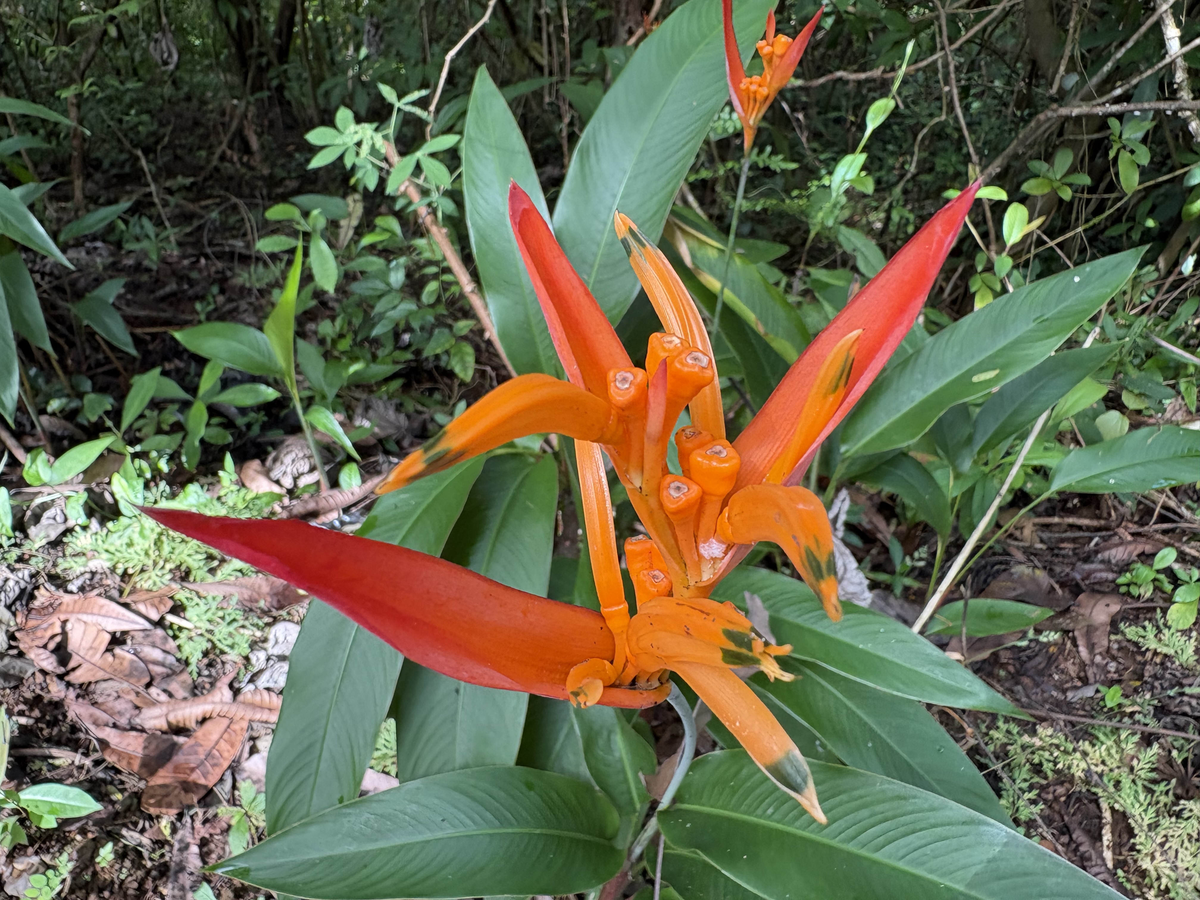Fleur orange