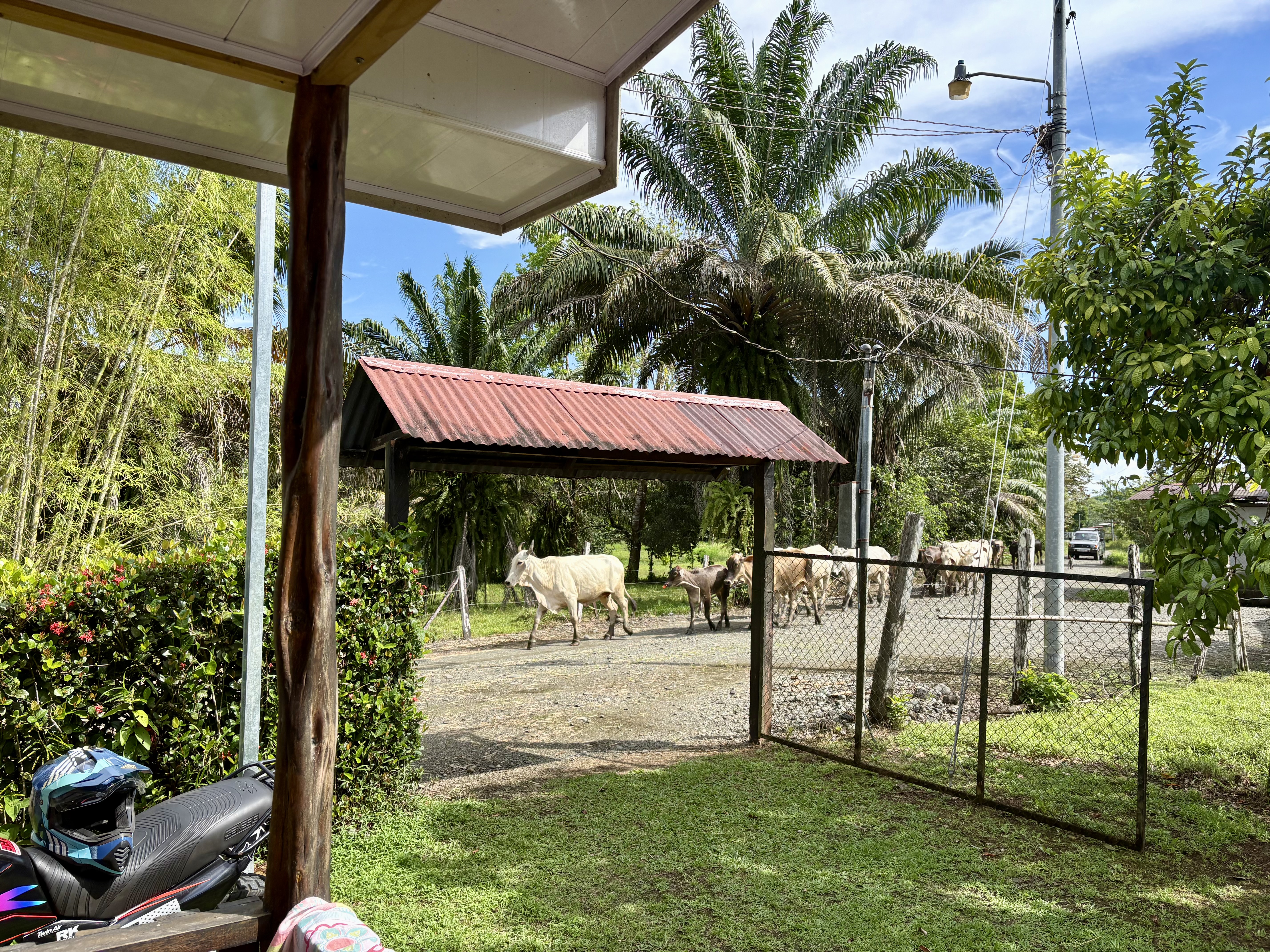 vaches menées au champ