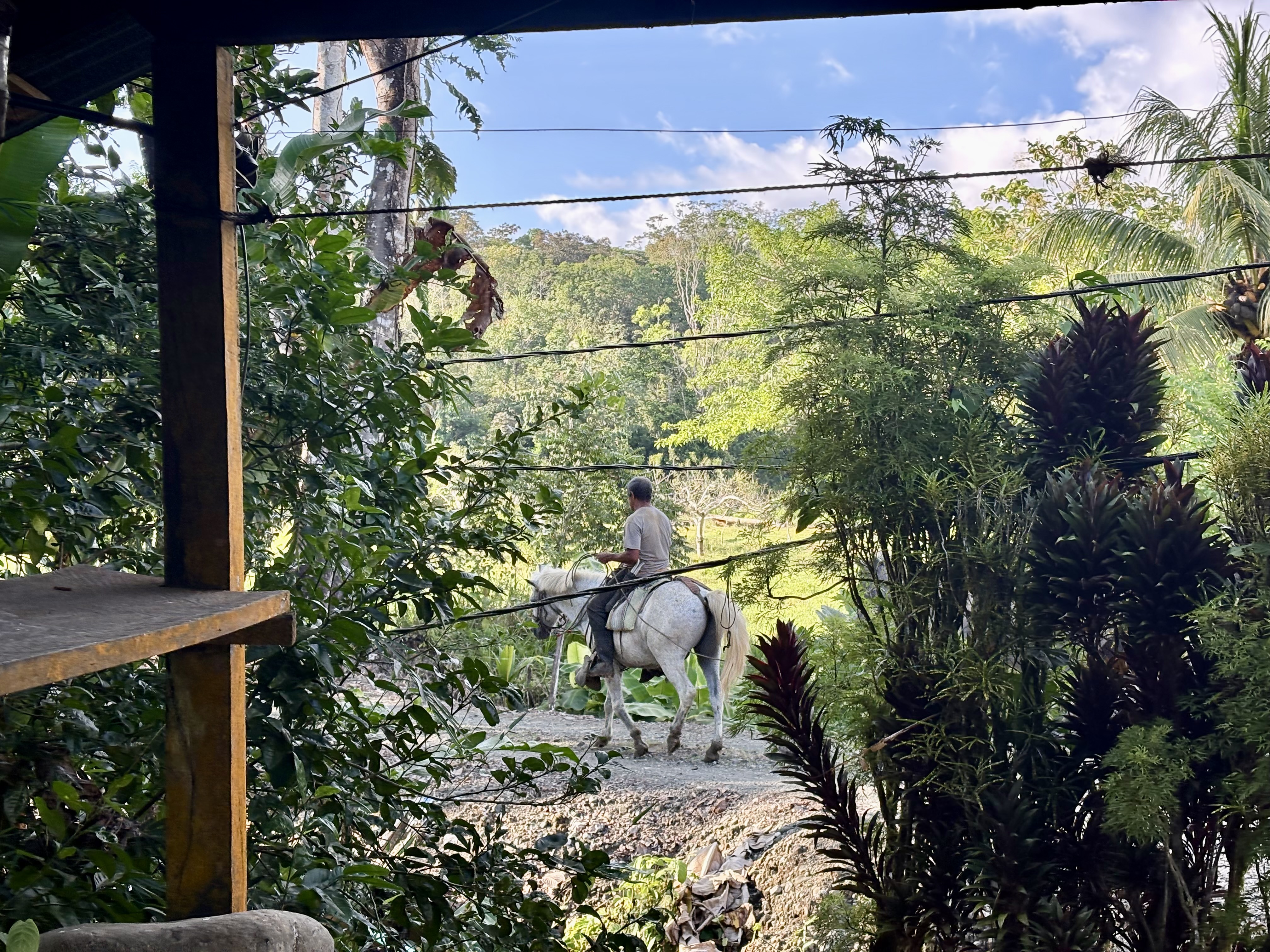 Cheval sur le chemin