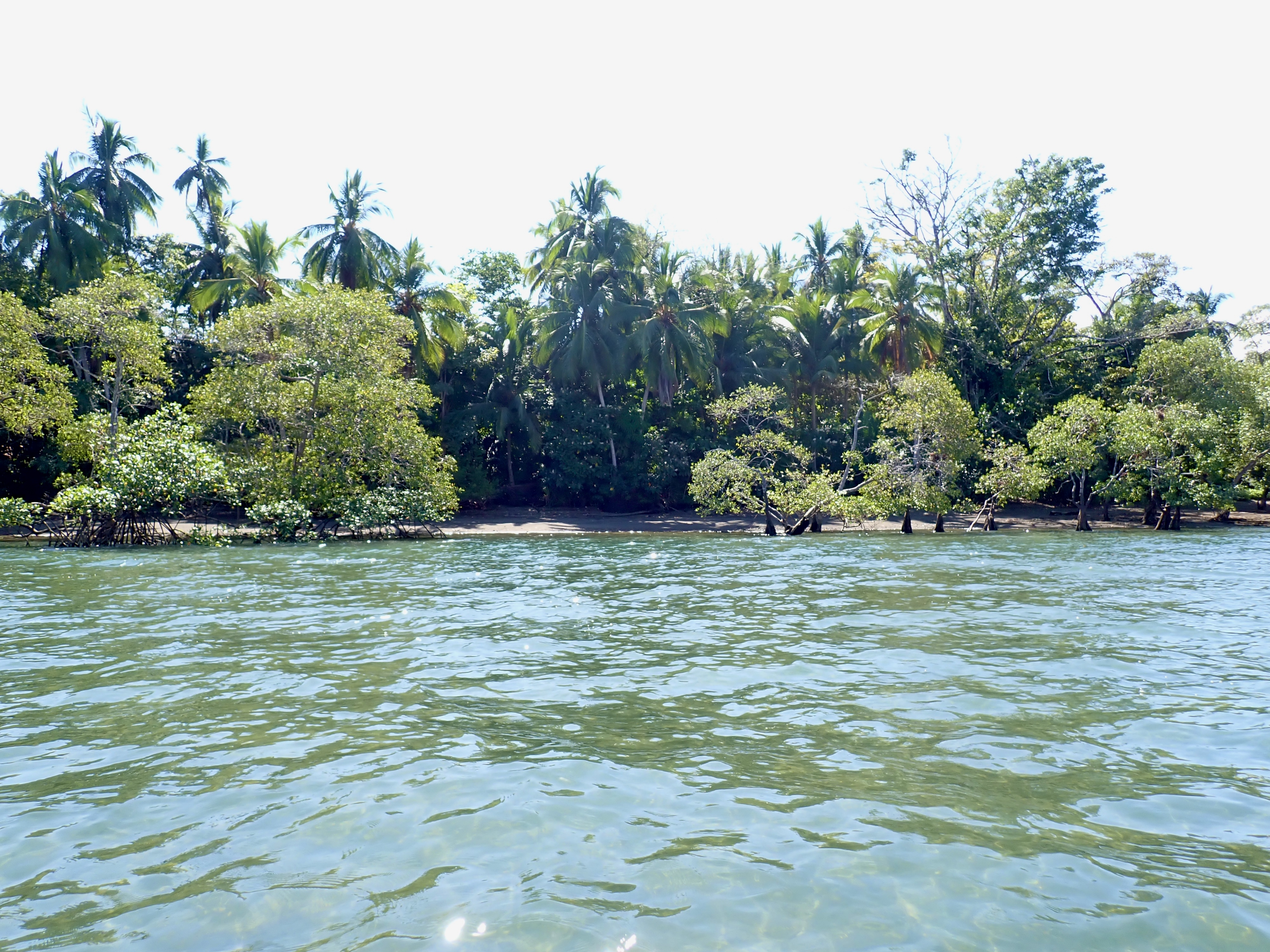Plage bordée de mangroves