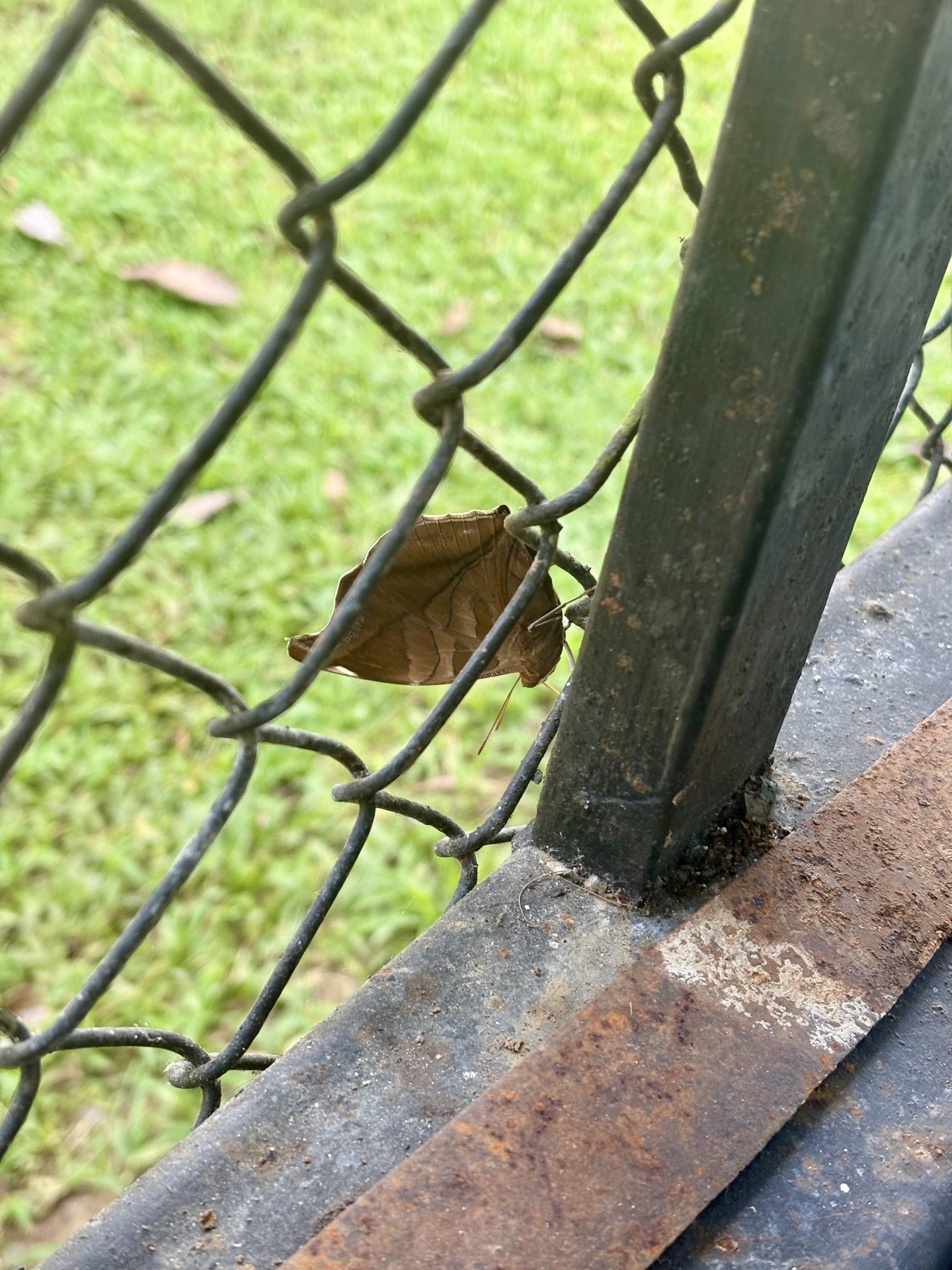 Papillon ressemblant à une feuille