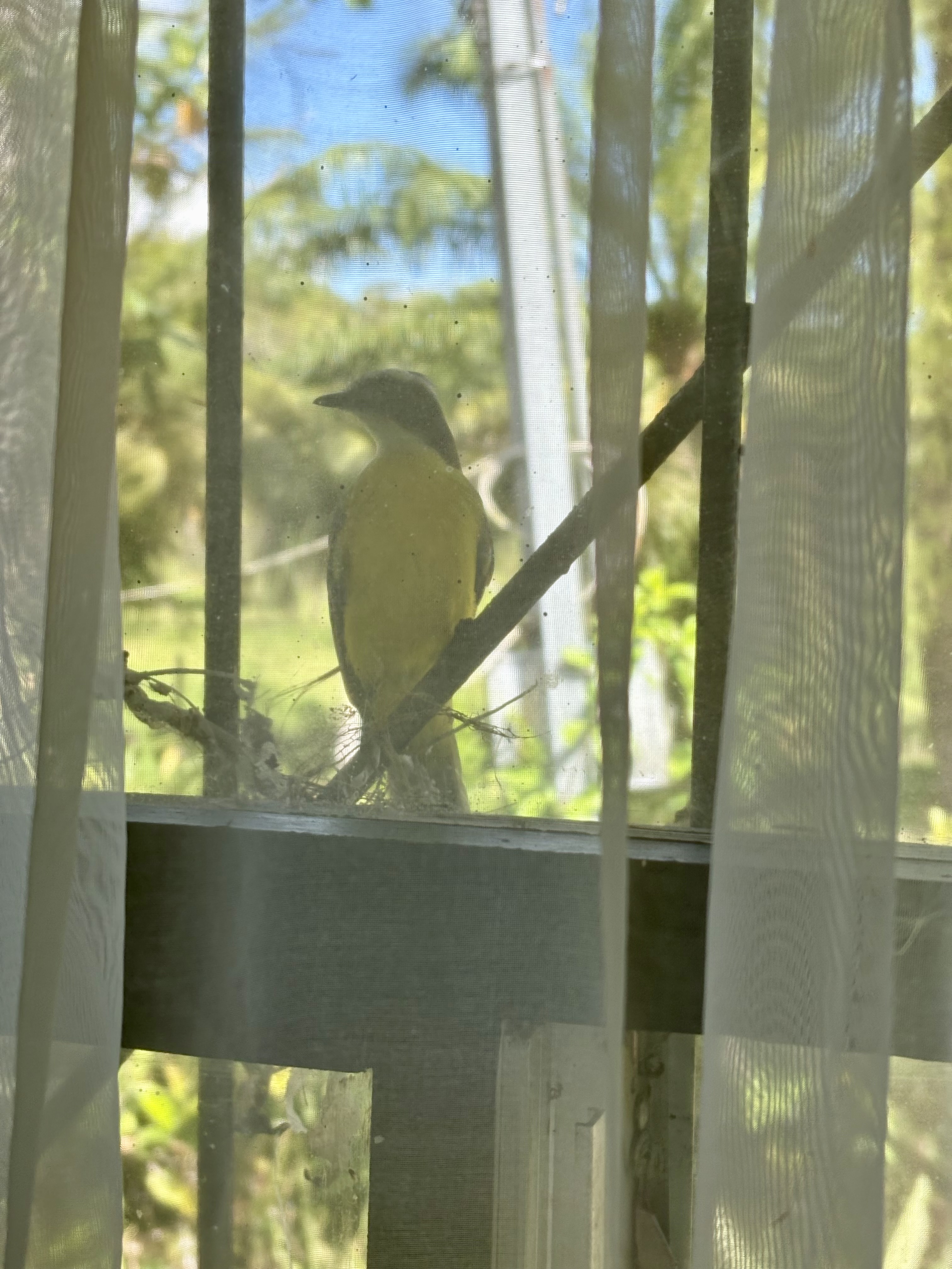 oiseau qui essaie de construire un nid sur le bord de la fenêtre