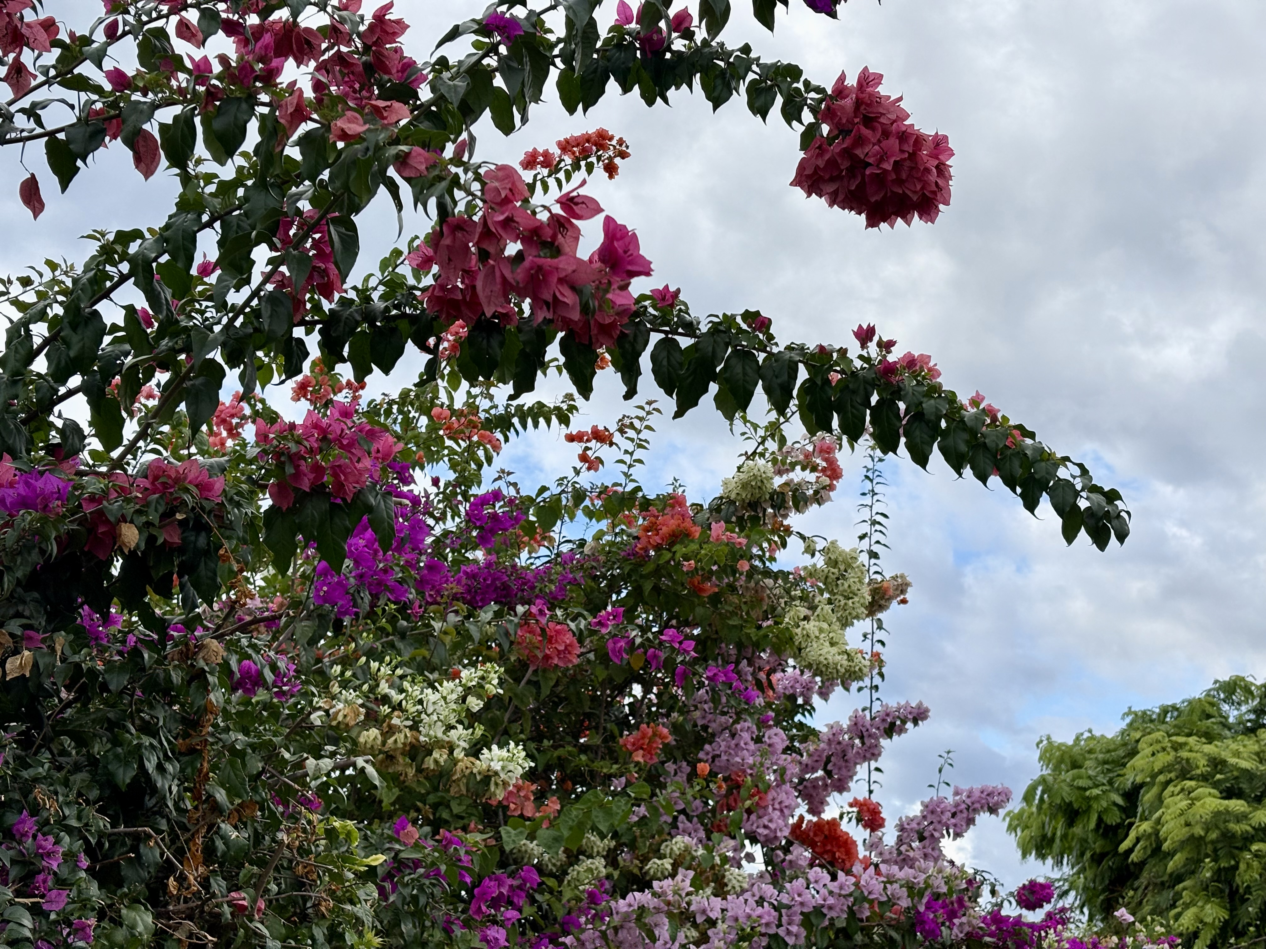 quelques fleurs