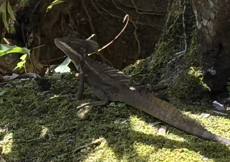 Iguane