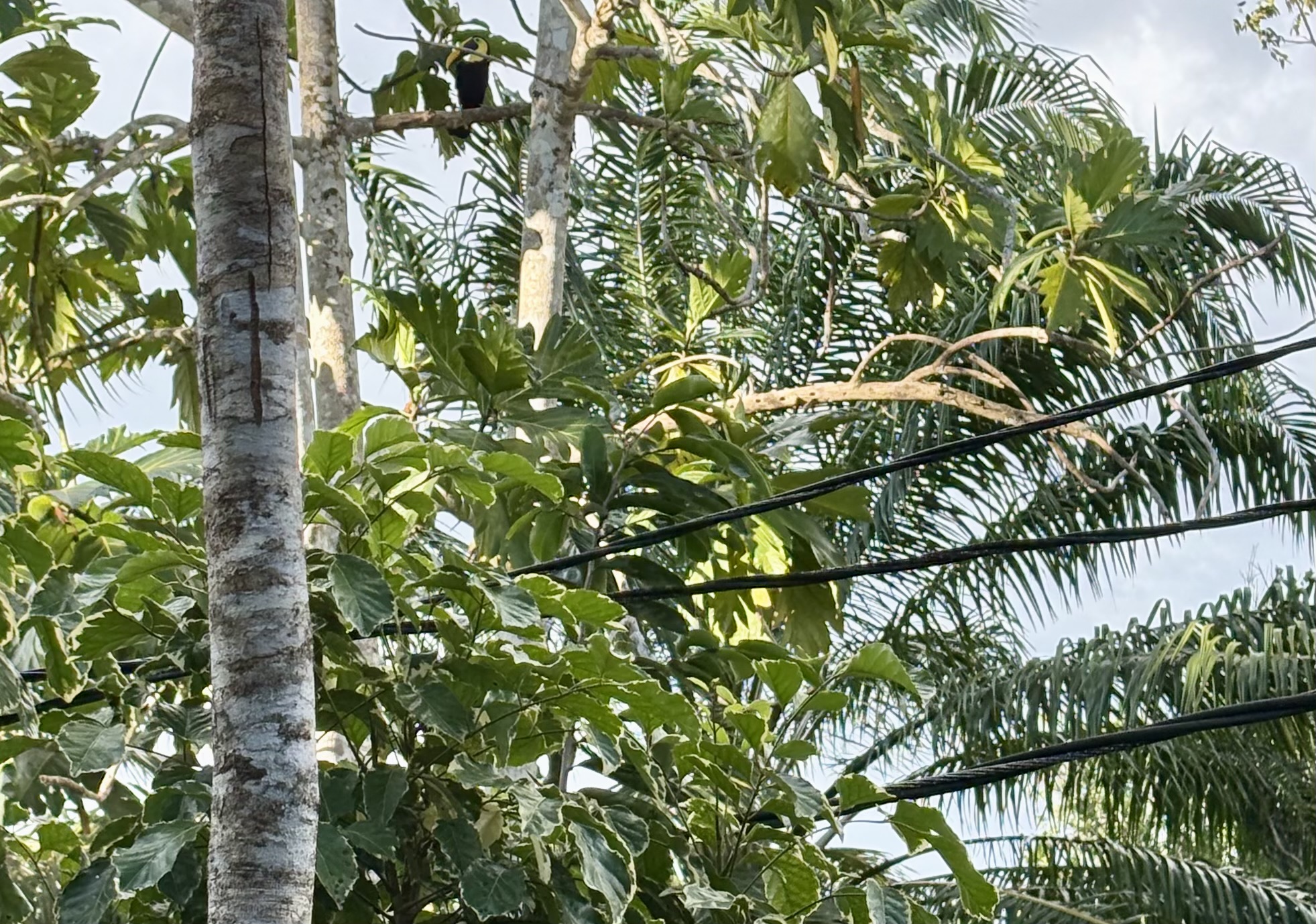 Toucan