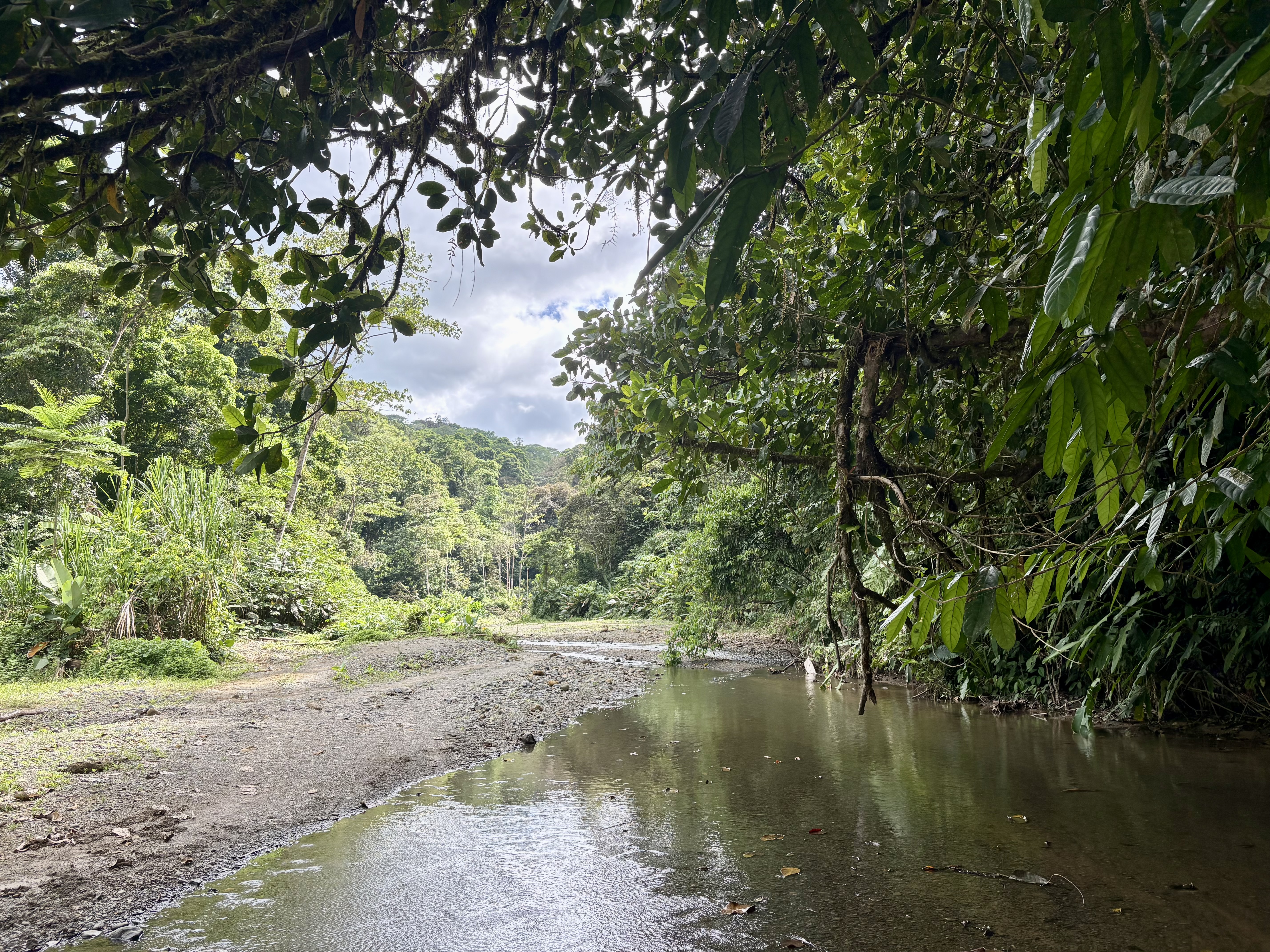 Dans la jungle sur le bord du Rio Ricon