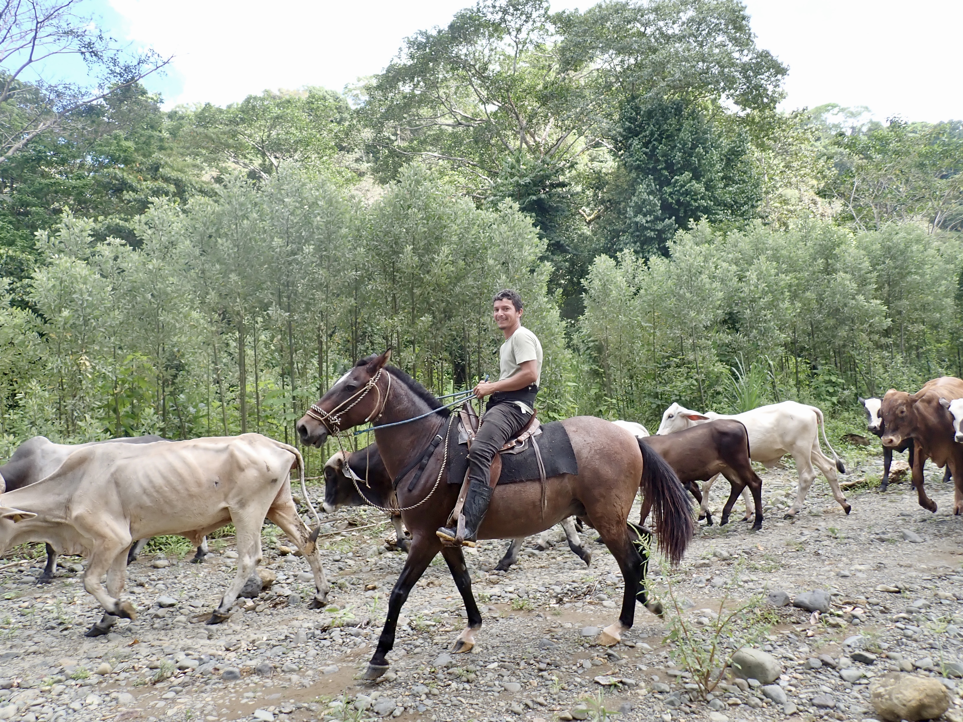 Troupeau de vaches avec cowboy