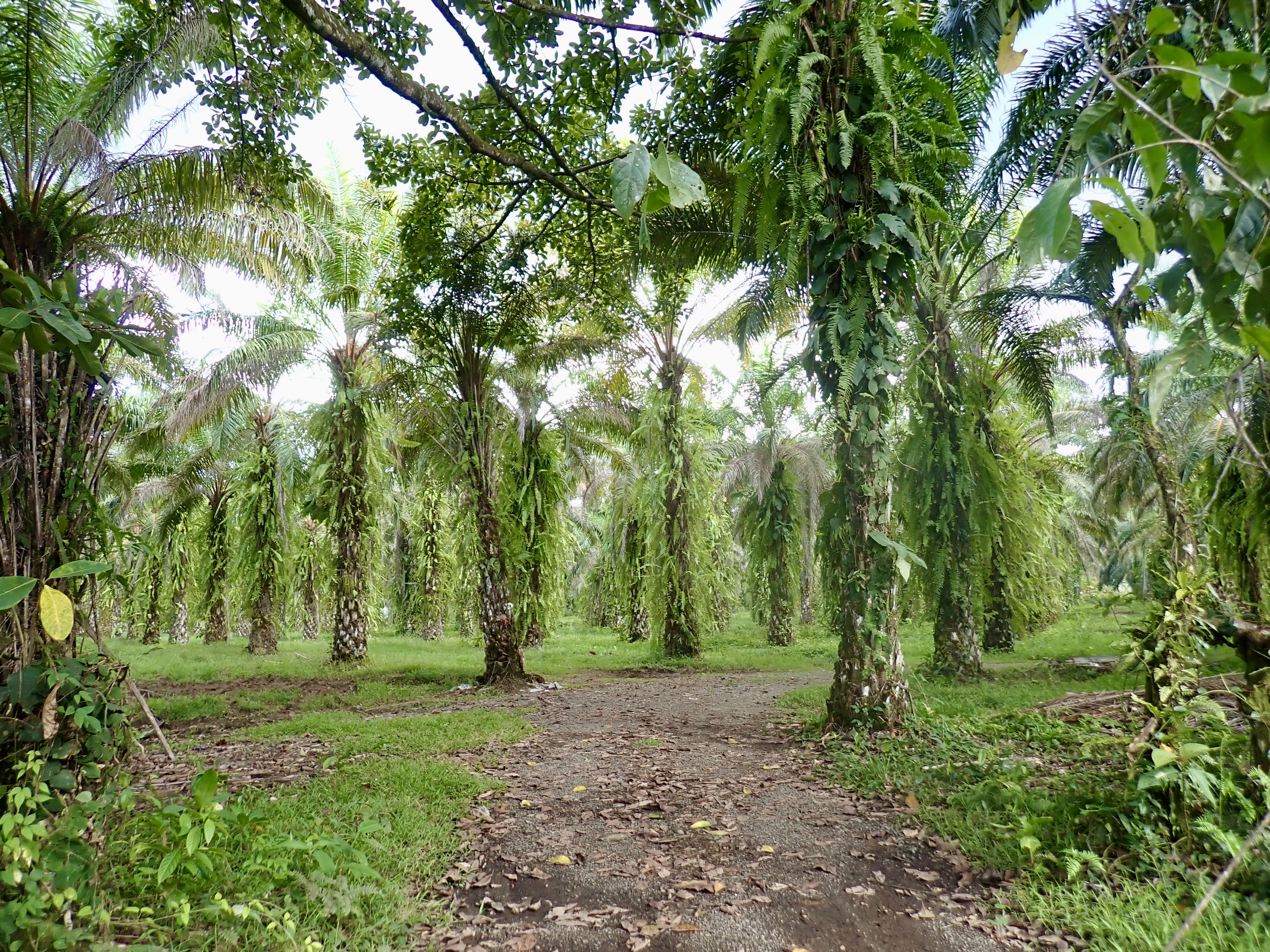 Palmerai