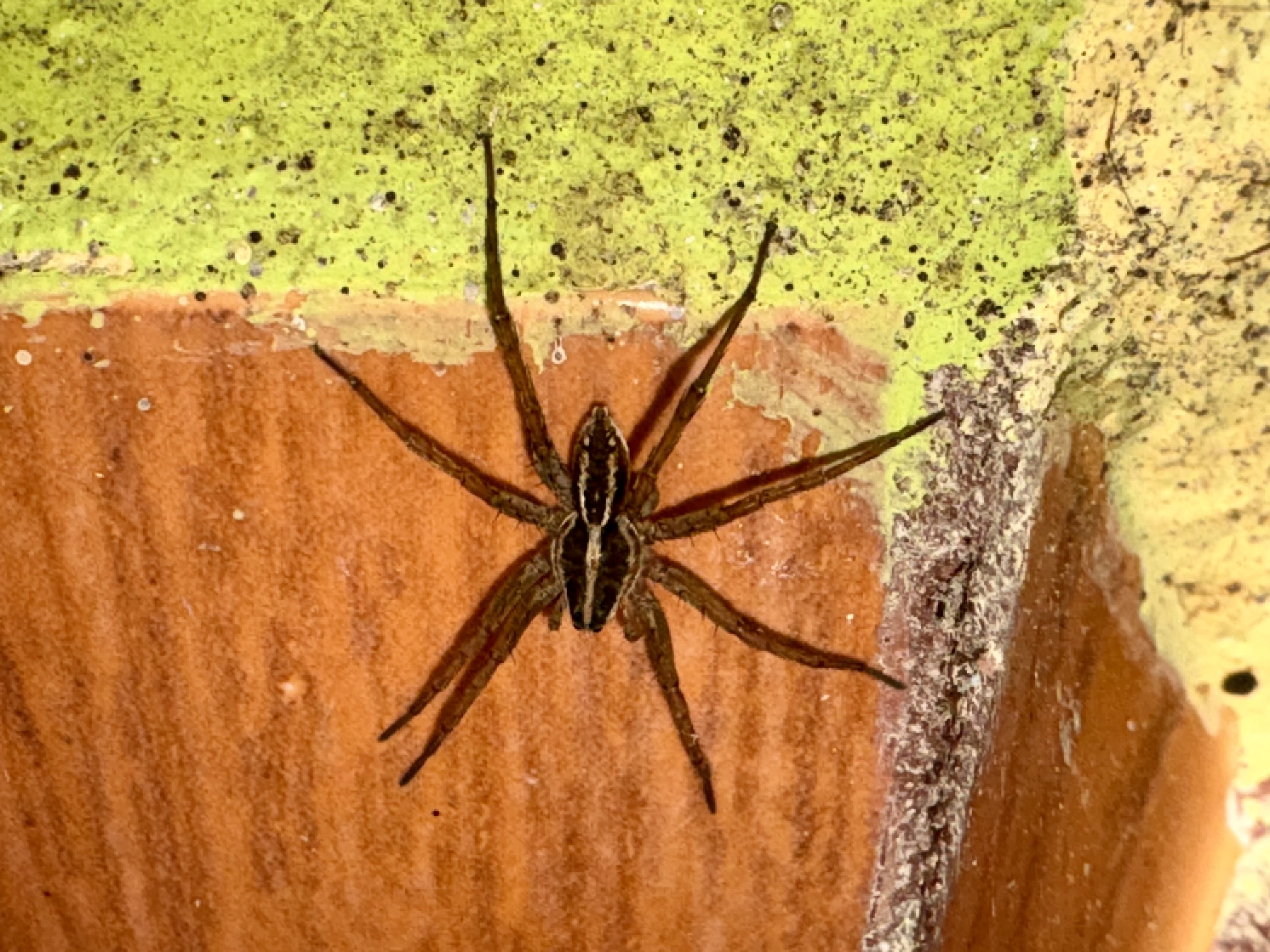 araignée